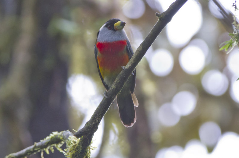 Toucan Barbet