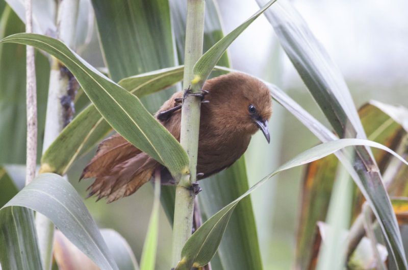 Rufous Wren