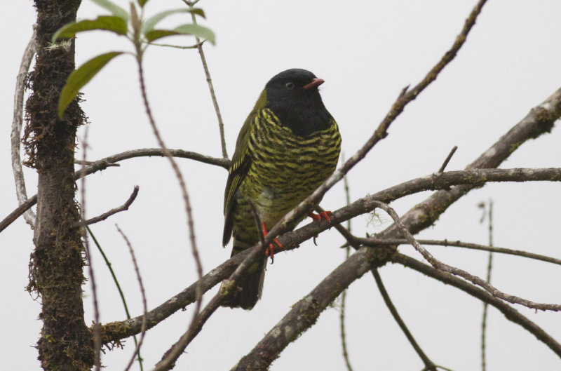 Barred Fruiteater