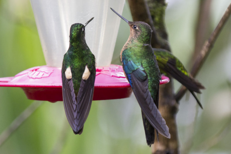 Great Sappirewing & Buff-winged Starfrontlet