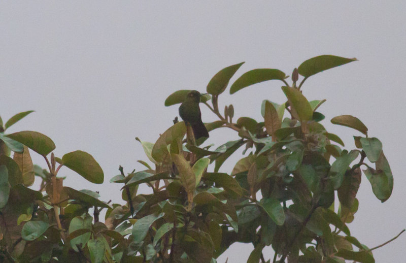 Viridian Metaltail
