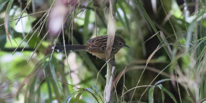 Streak-headed Antbird