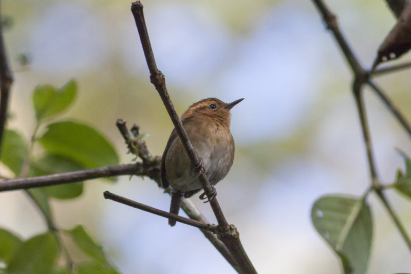 Mountain Wren