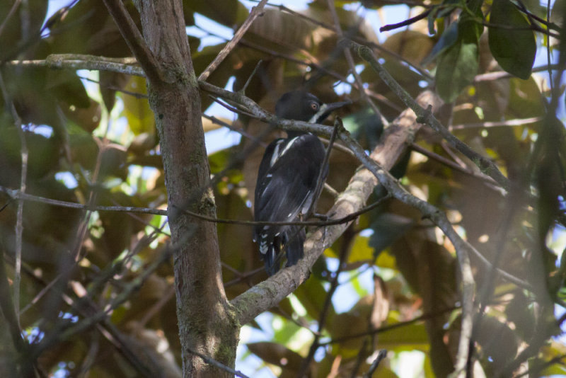 Powerful Woodpecker