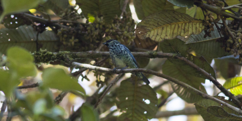 Beryl-spangled Tanager