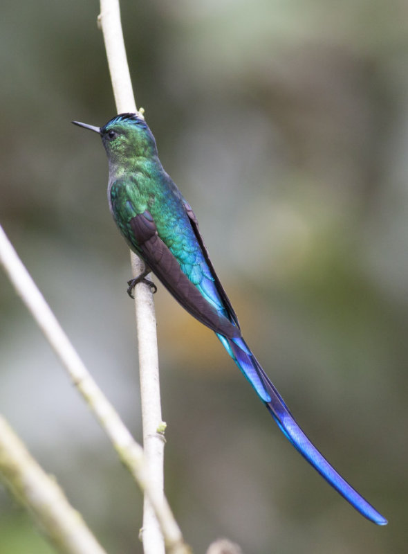 Long-tailed Sylph