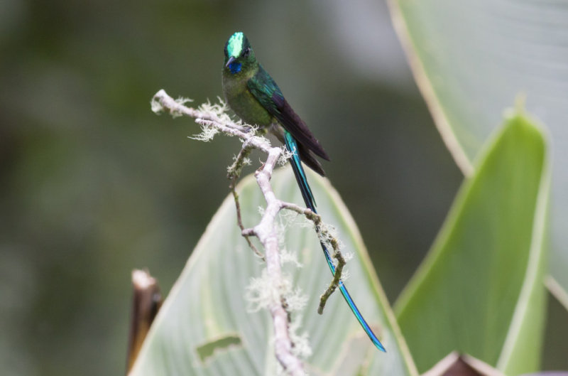 Long-tailed Sylph