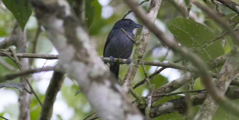 Plain-winged Antshrike