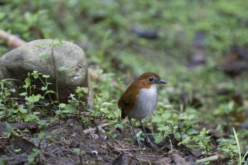 White-bellied Antpitta