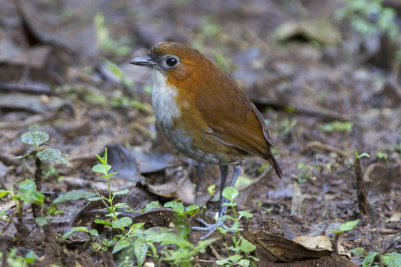 White-bellied Antpitta