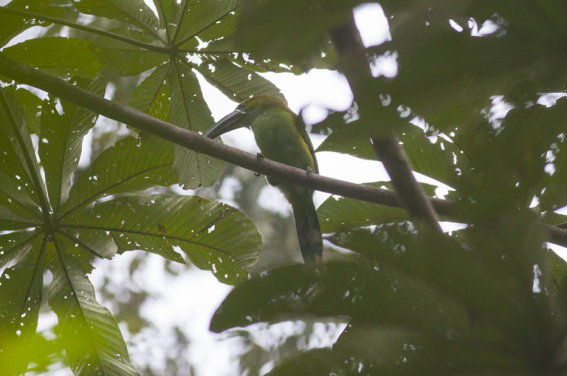 Chestnut-tipped Toucanet