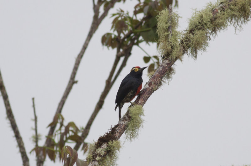 Yellow-tufted Woodpecker