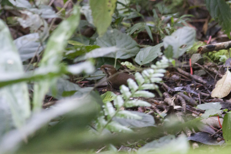 Short-tailed Antthrush