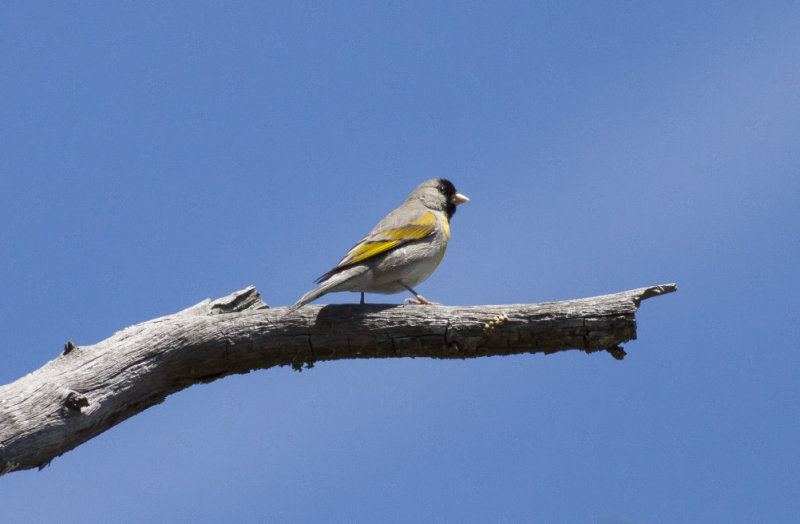 Lawrences Goldfinch