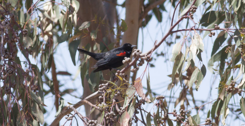 Bicolored Red-winged  Blackbird