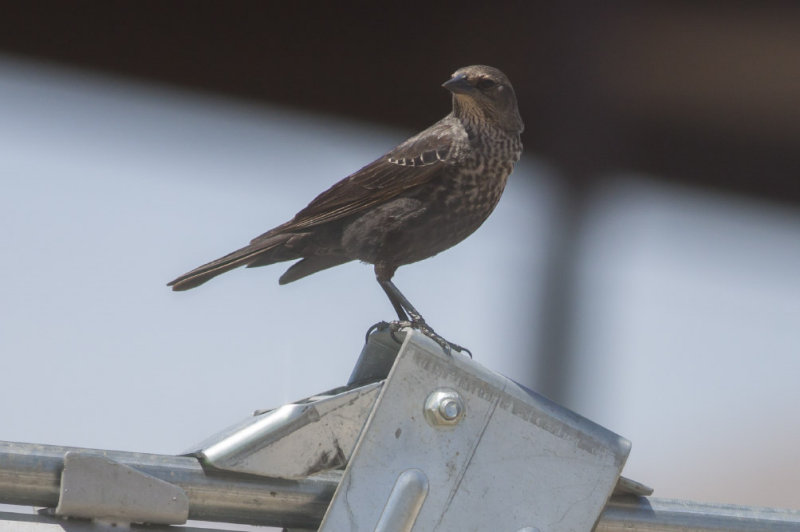 Bicolored Red-winged  Blackbird