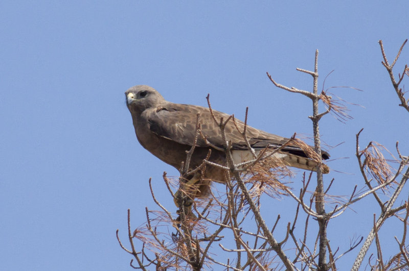 Swainsons Hawk