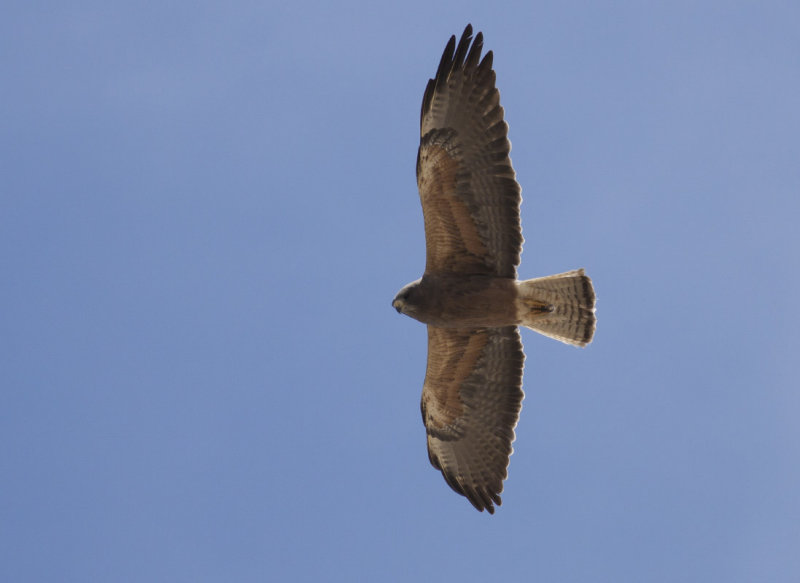 Swainsons Hawk
