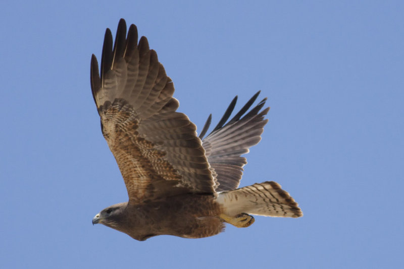 Swainsons Hawk