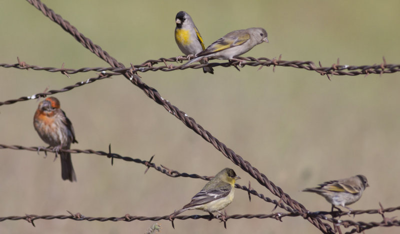 Lawrences Goldfinches & single House Finch & Lesser Goldfinch