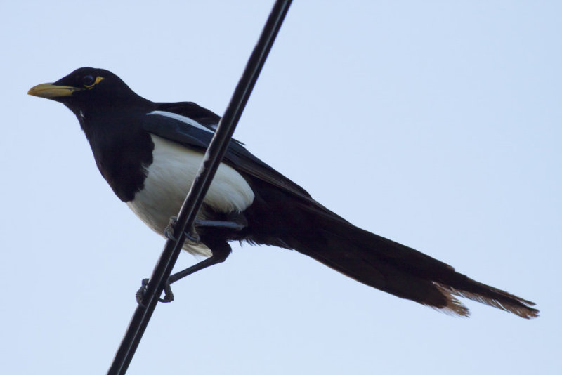 Yellow-billed Magpie