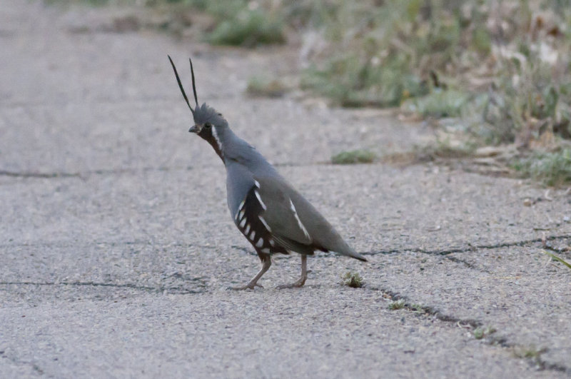 Mountain Quail