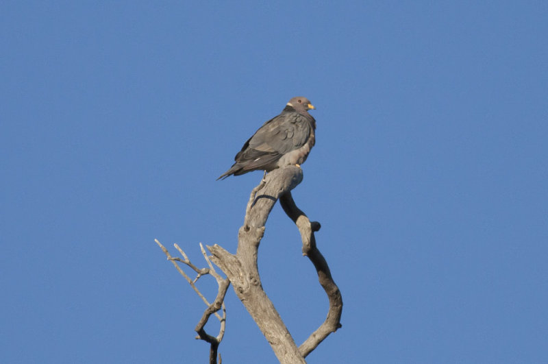 Band-tailed Pigeon
