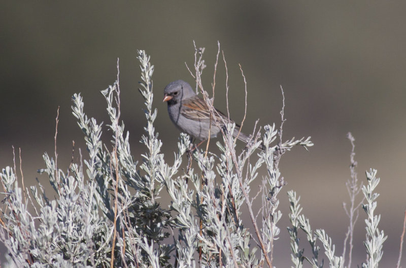 Black-chinned Sparrow