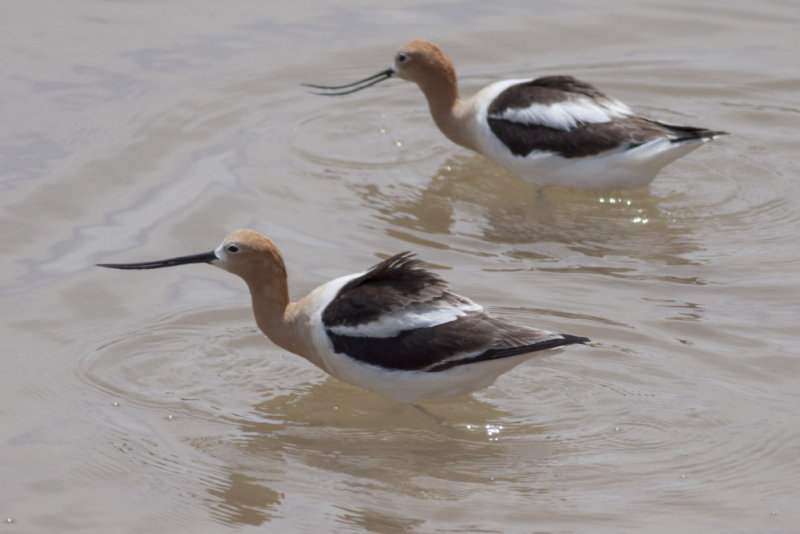 American Avocets