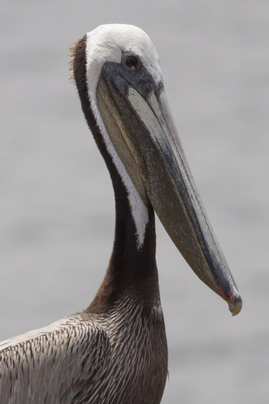 Brown Pelican