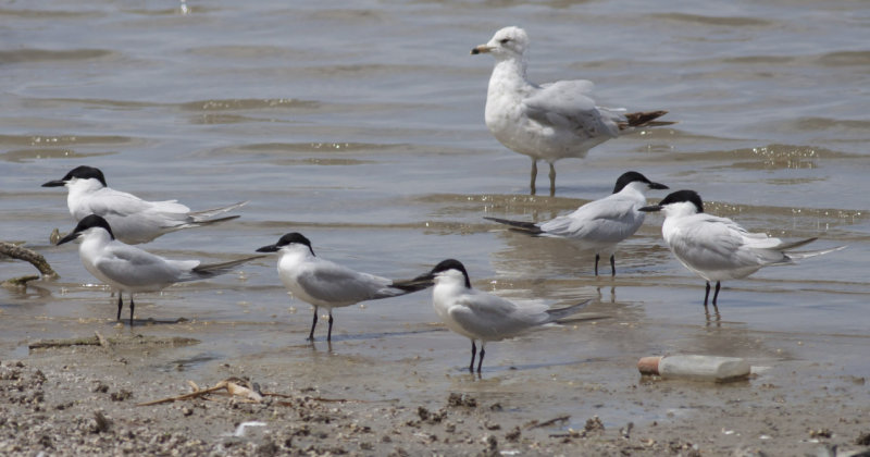 Gull-billed Terns
