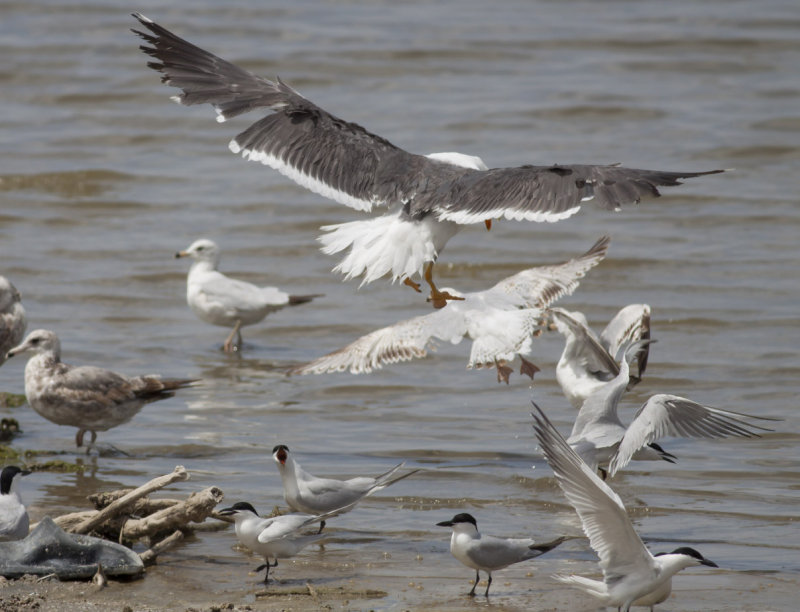Yellow-footed Gull & misc.