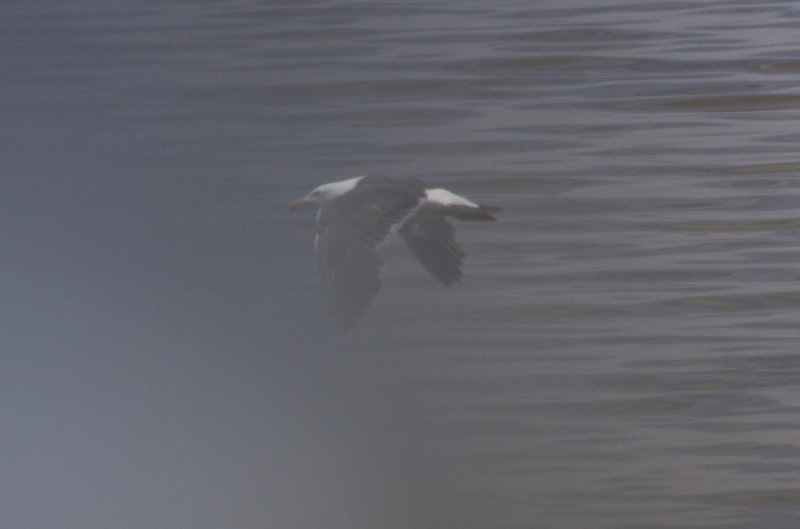 Yellow-footed Gull