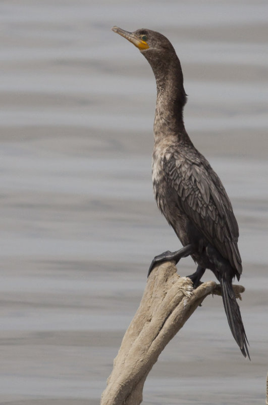 Neotropic Cormorant