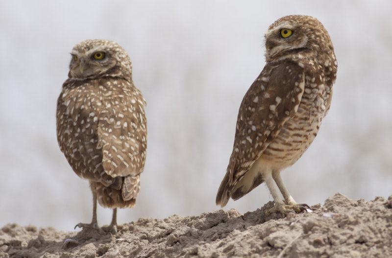Burrowing Owls