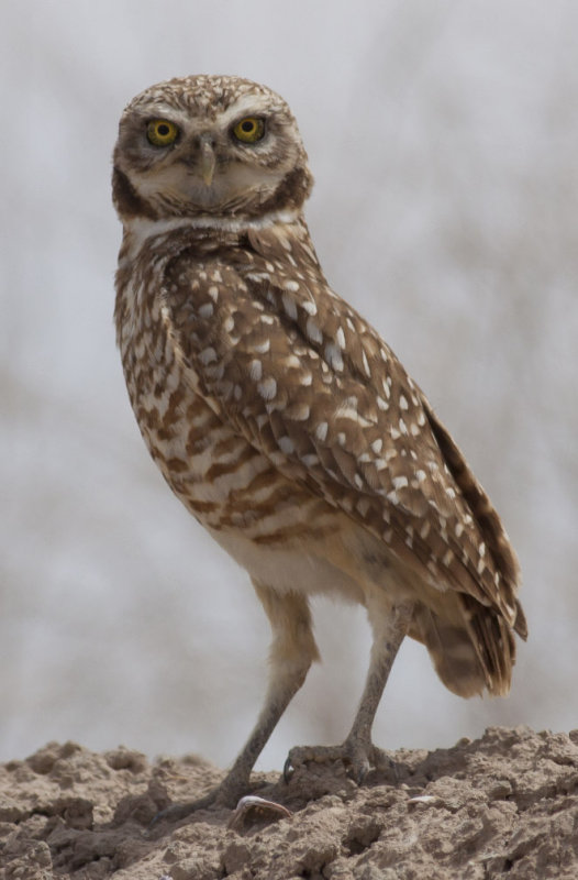 Burrowing Owl
