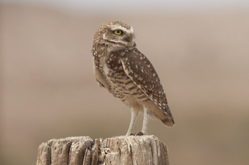Burrowing Owl