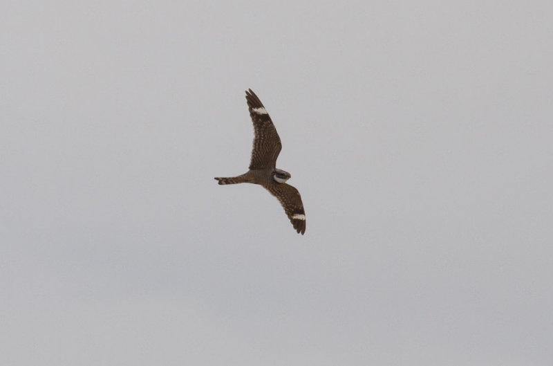 Lesser Nighthawk
