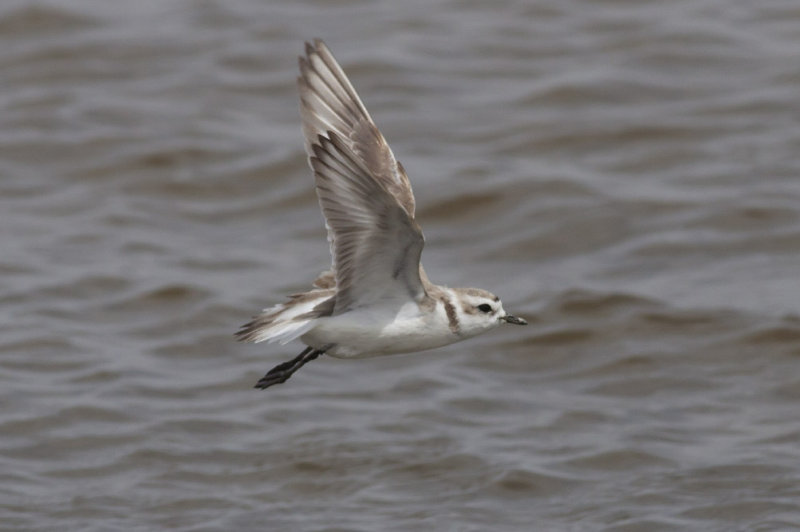 Snowy Plover
