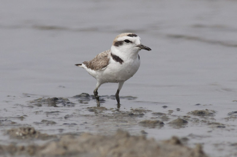 Snowy Plover