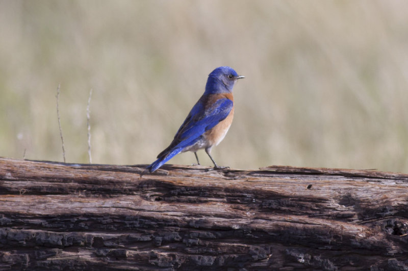Western Bluebird
