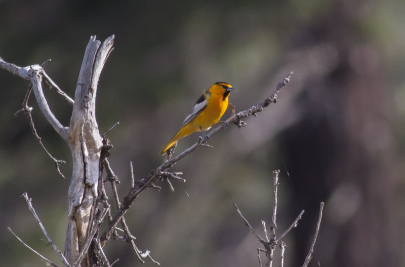 Bullocks Oriole