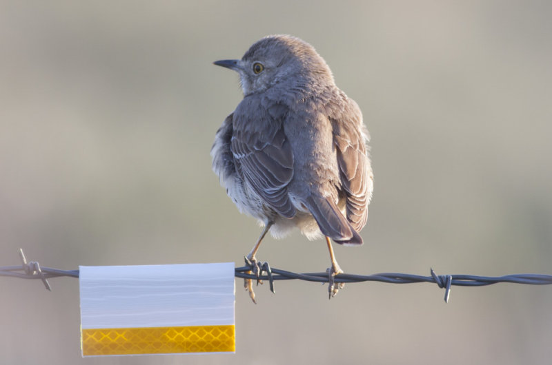 Sage Thrasher