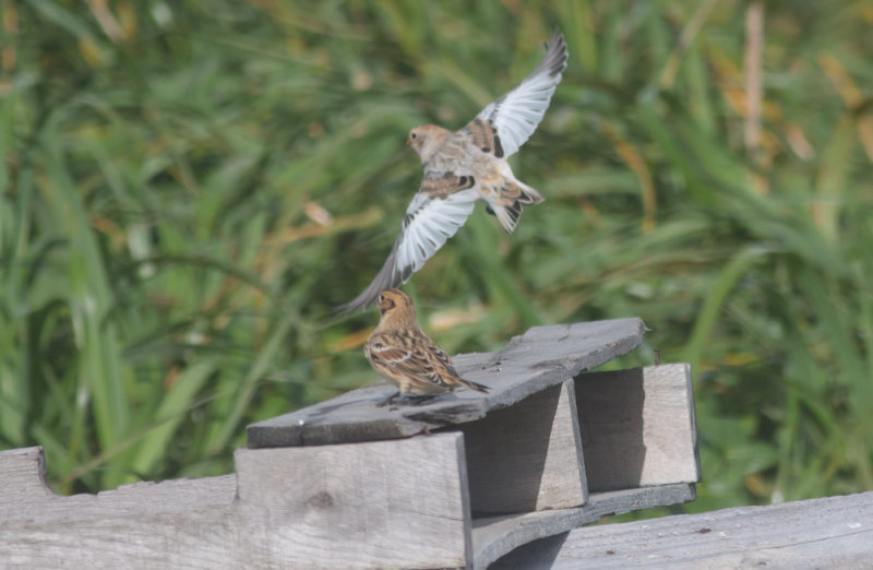 Lapland Longspur & Snow Bunting