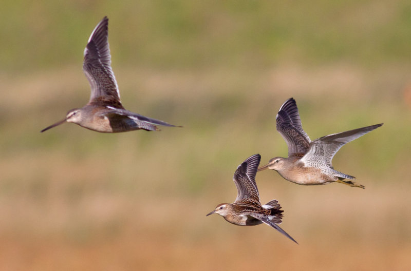 Sharp-tailed Sandpiper & Long-billed Dowitchers