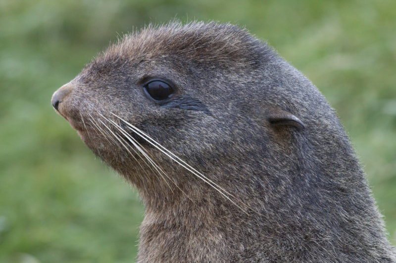 Northern Fur Seal