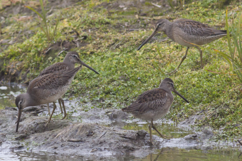 Long-billed Dowitchers