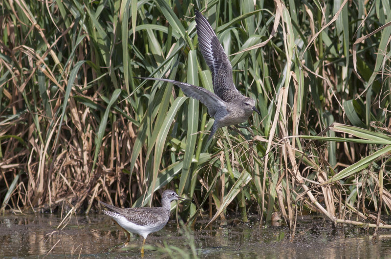 Red Knot & Lesser Yellowlegs