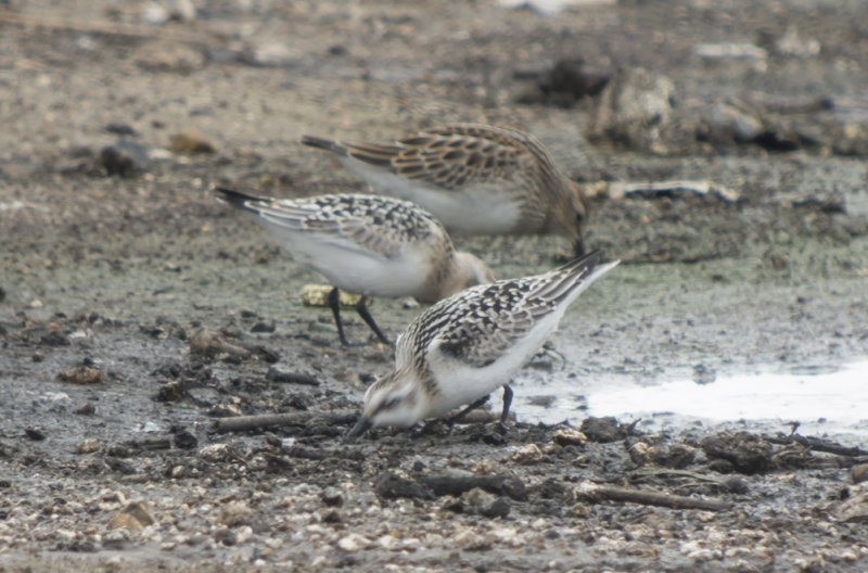 Sanderlings & Pectoral Sandpiper