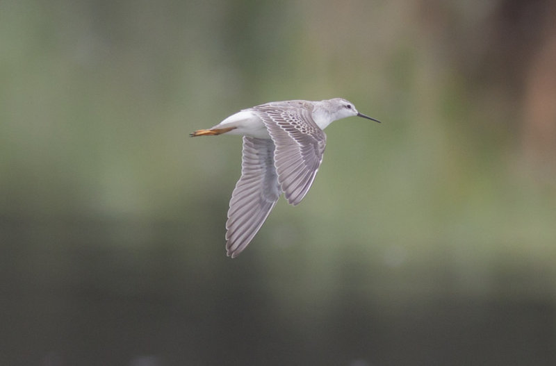 Wilsons Phalarope